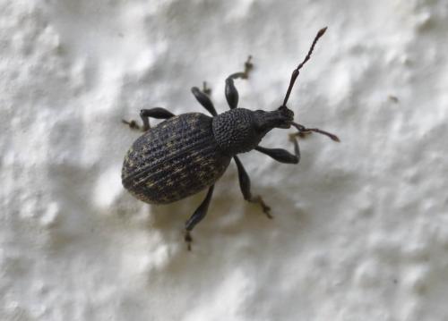 Réf. 195 923 : Otiorhynchus sulcatus
